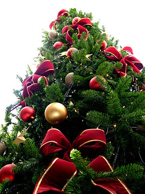 Noleggio Albero di Natale ecologico 3,5 mt a Milano
